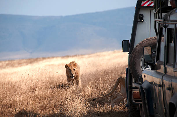 Image number 1 for 7 Days Ultimate Northern Tanzania Wildlife Safari.