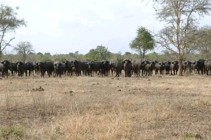 Image number 3 for Day Trip To Mkomazi National Park 