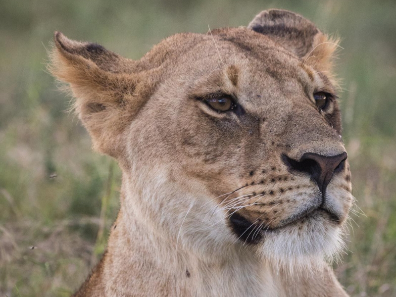 Image number 5 for  Authentic Nyerere National Park