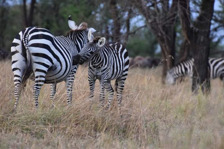 Image number 1 for Kenya’s Big Five Adventure: Samburu To Aberdares