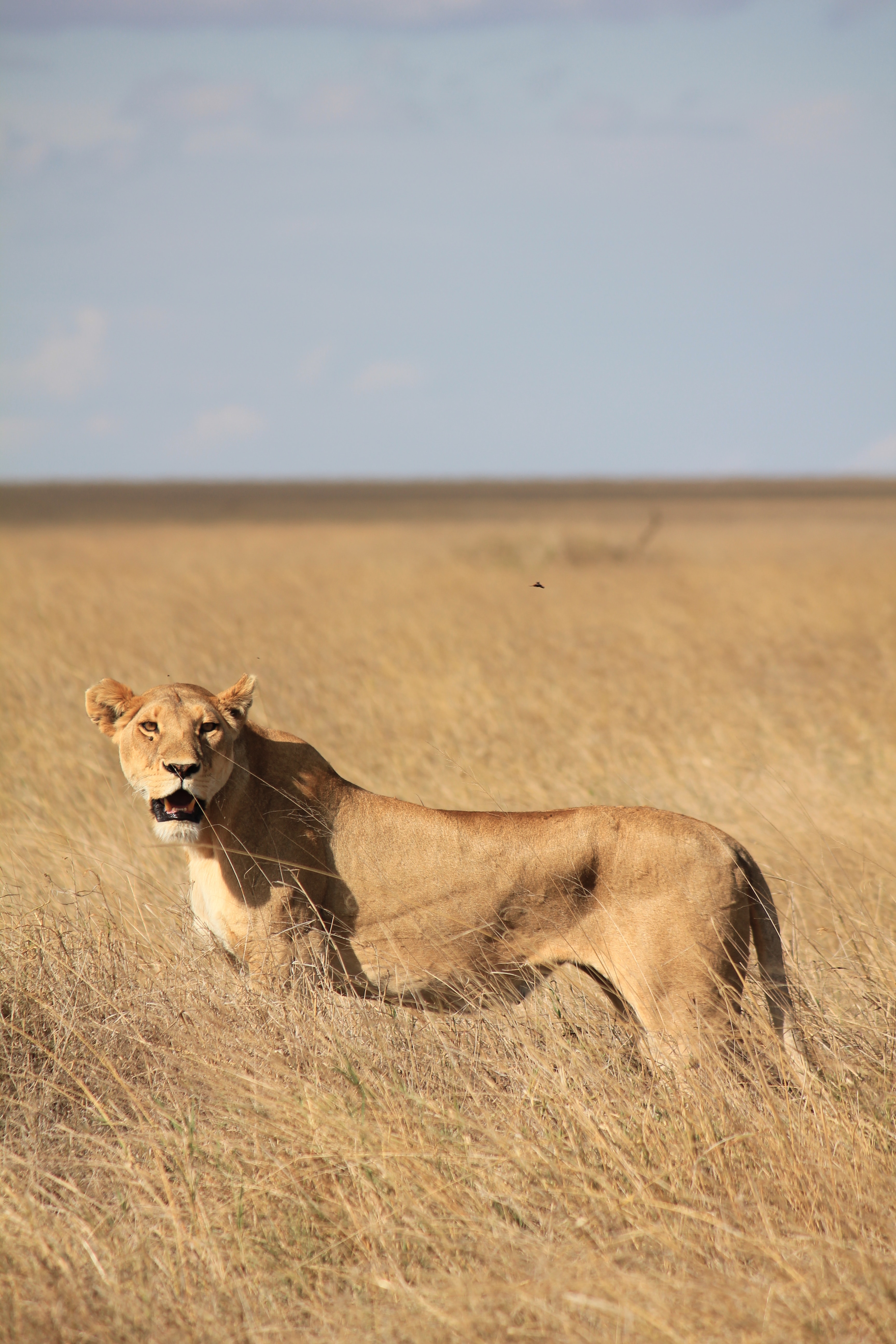 Image number 3 for 4 Days Tanzania Sharing Safari