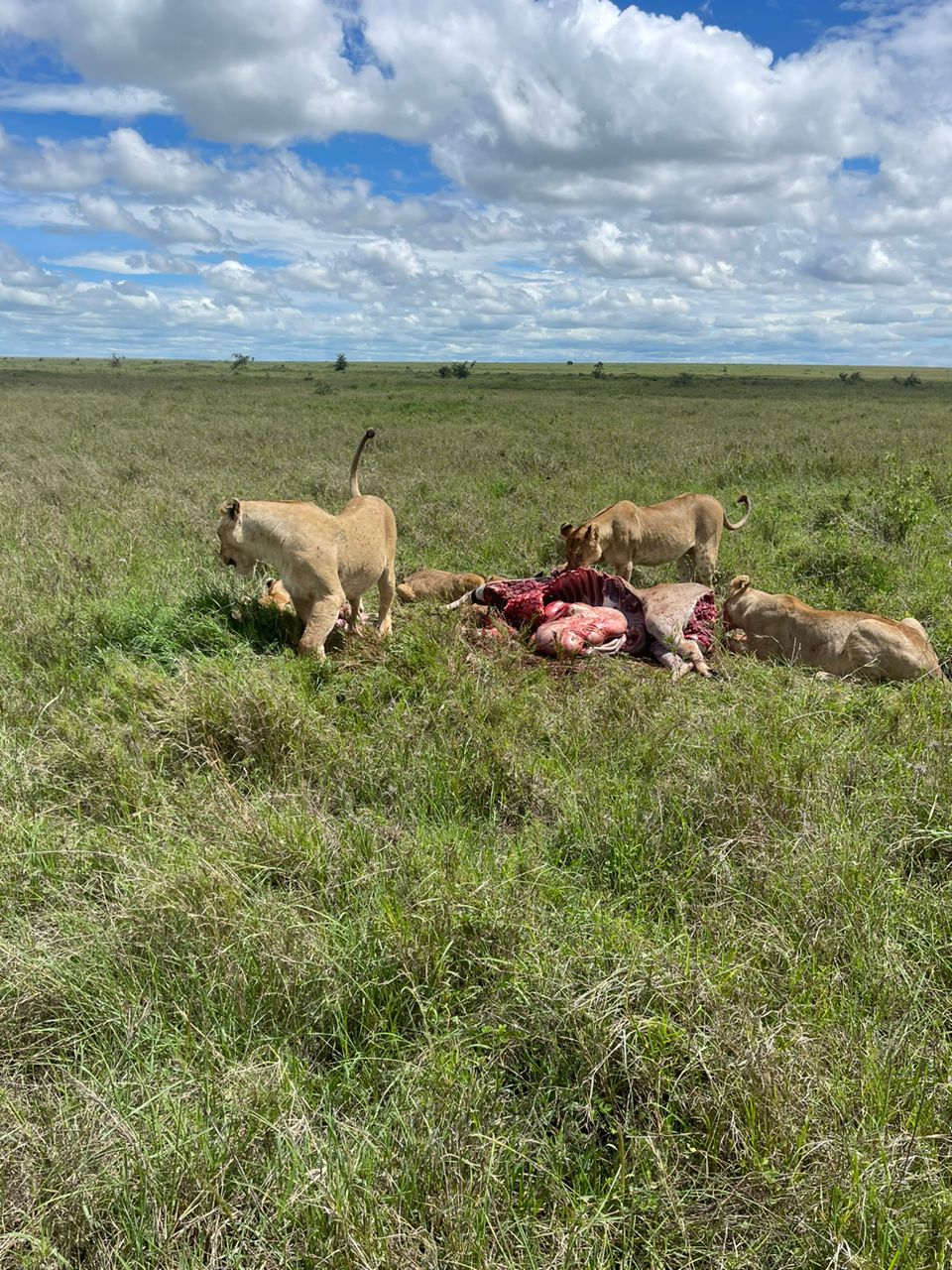 Image number 2 for 7 Days Tanzania Safari