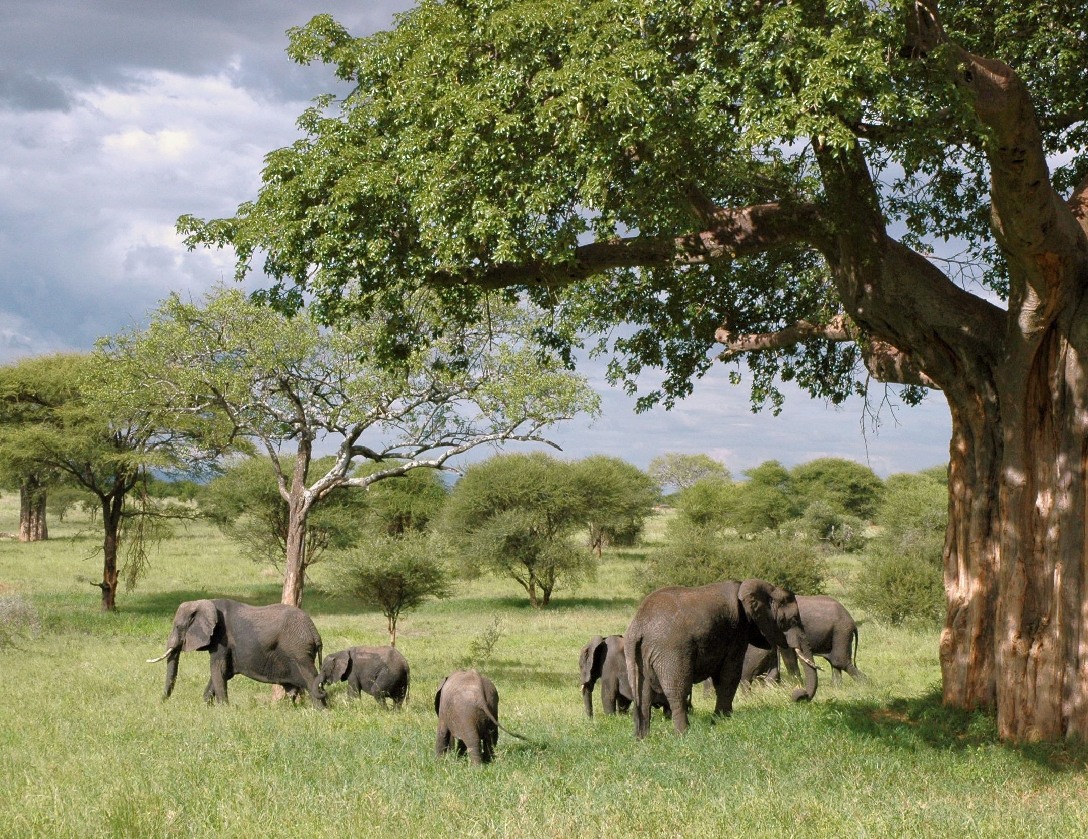 Image number 2 for 7 Days Serengeti Migrationtour 