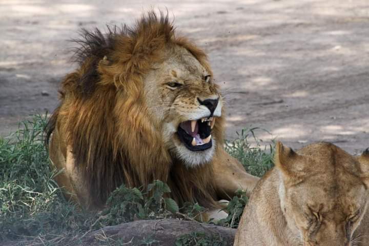 Image number 3 for 2 Days Of Thrill Ultimate Ol Pejeta Tour