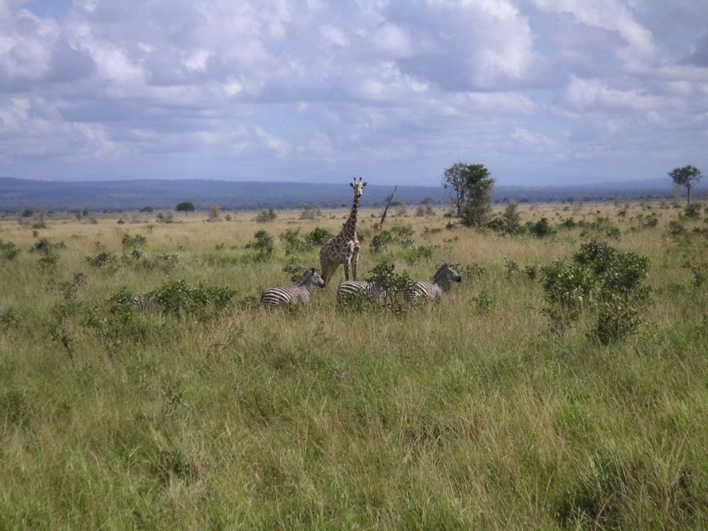 Image number 1 for 5 Days Ruaha National Park