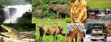 Image number 1 for 4 Days Safari To Murchison Falls N.p