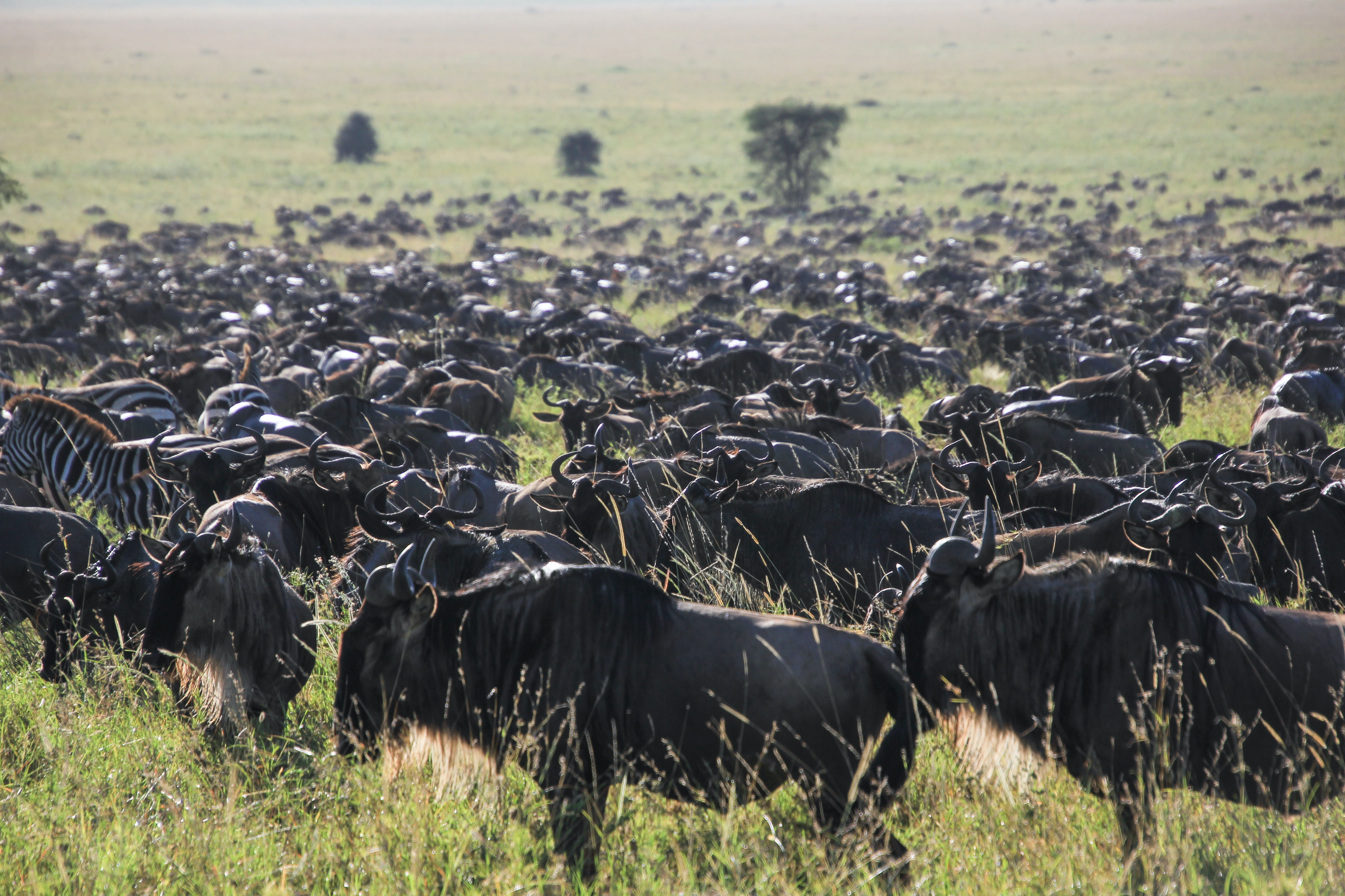 Image number 3 for 7-day Serengeti Great Migration Safari