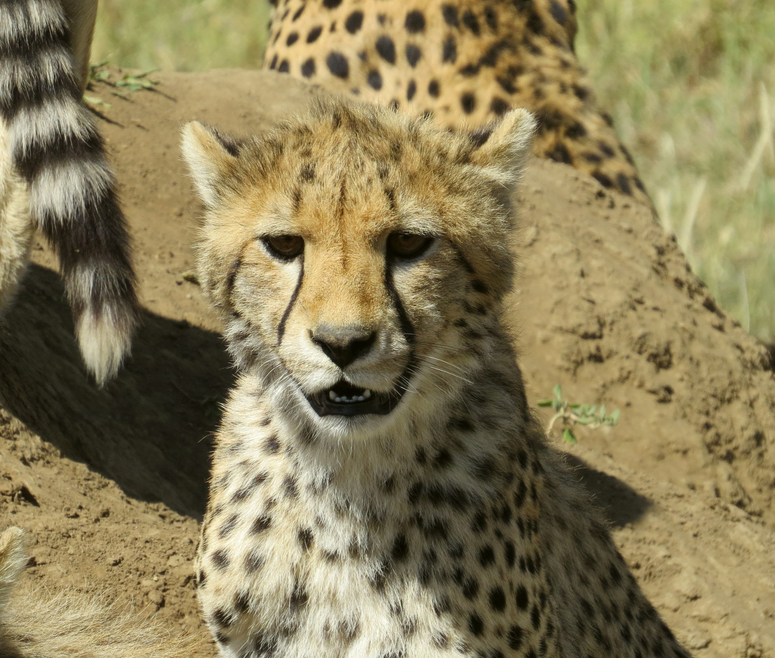 Image number 1 for 3-day Group To Serengeti & Ngorongoro