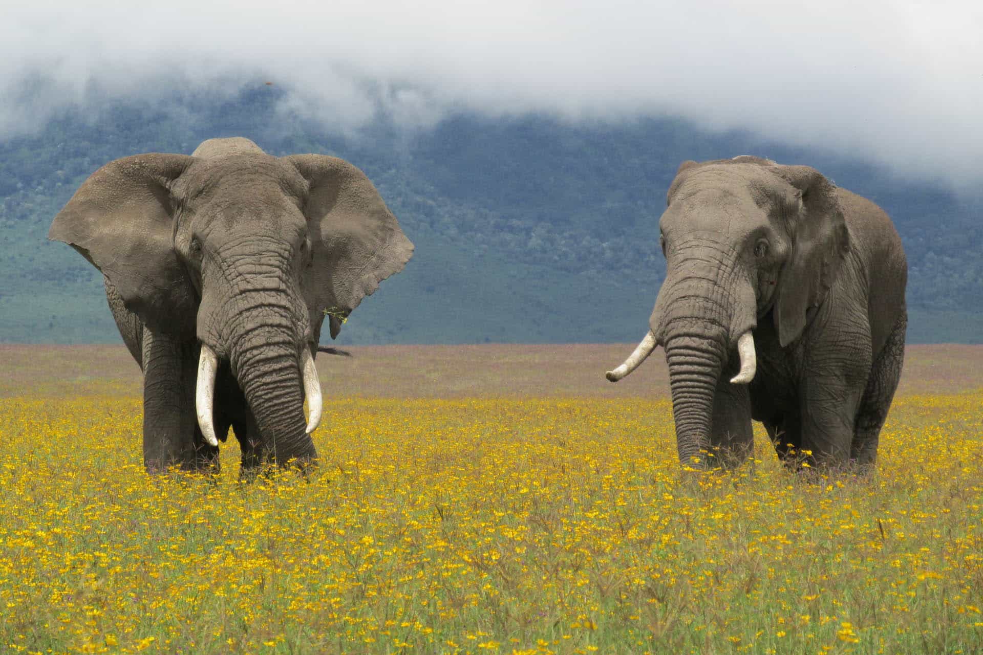 Image number 3 for Tanzania Big Five Safari