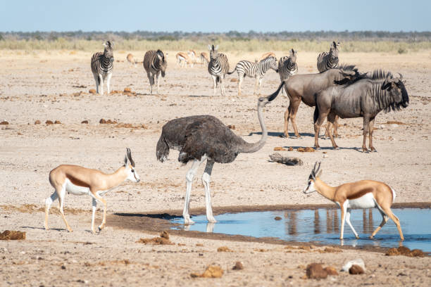 Image number 3 for Safari Clásico:los Parques Del Norte De Tanzania