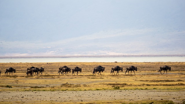 Image number 2 for 4- Days Lovely Tanzania Safari