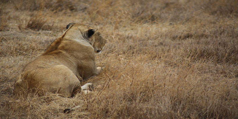 Image number 2 for 6 Days Serengeti Safari