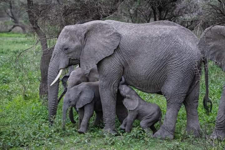 Image number 12 for Selous Game Reserve