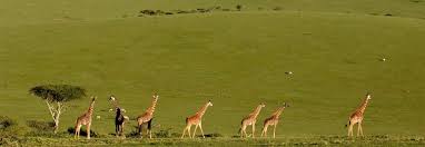 Image number 1 for 6 Days Luxury Lodge Safari Pick Up Isebania