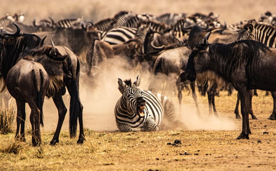 Image number 1 for  5 Days Manyara Ngorongoro Serengeti