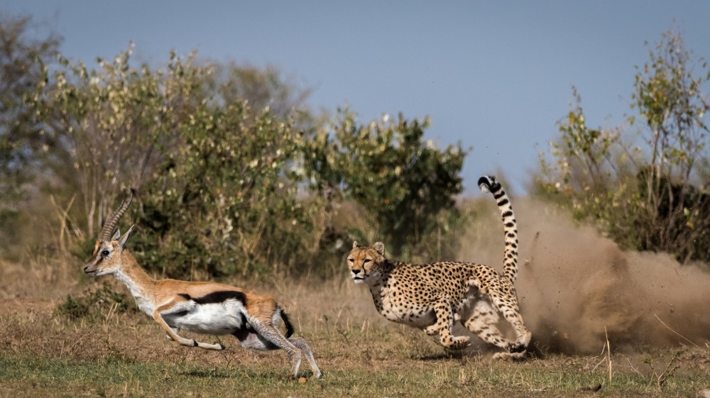 Image number 4 for 6-day Southern Tanzania Safari