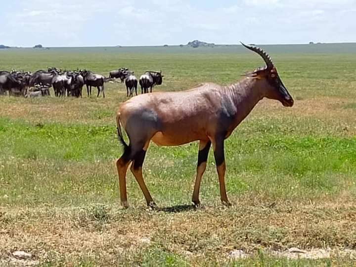 Image number 1 for Explore Masai Mara, Nakuru & Aberdares In 5 Days