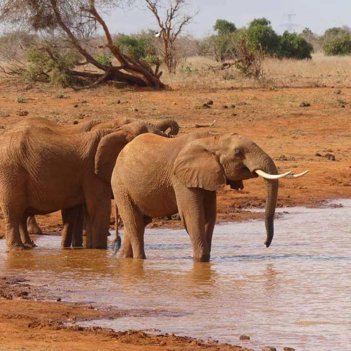 Image number 5 for Samburu And Buffalo Springs: A 3-day Wilderness.