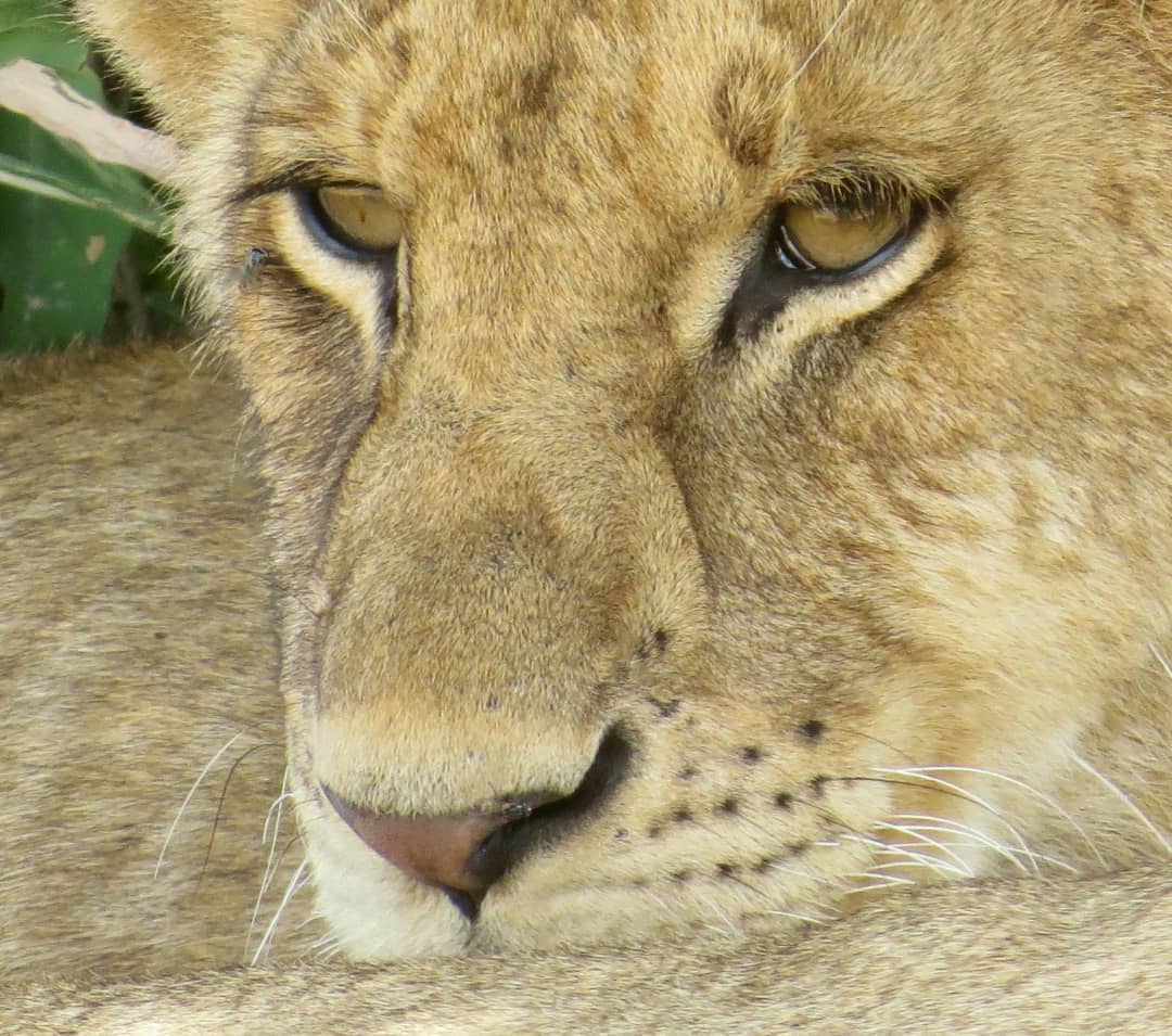 Image number 1 for Amazing Safari Serengeti And Ngorongoro