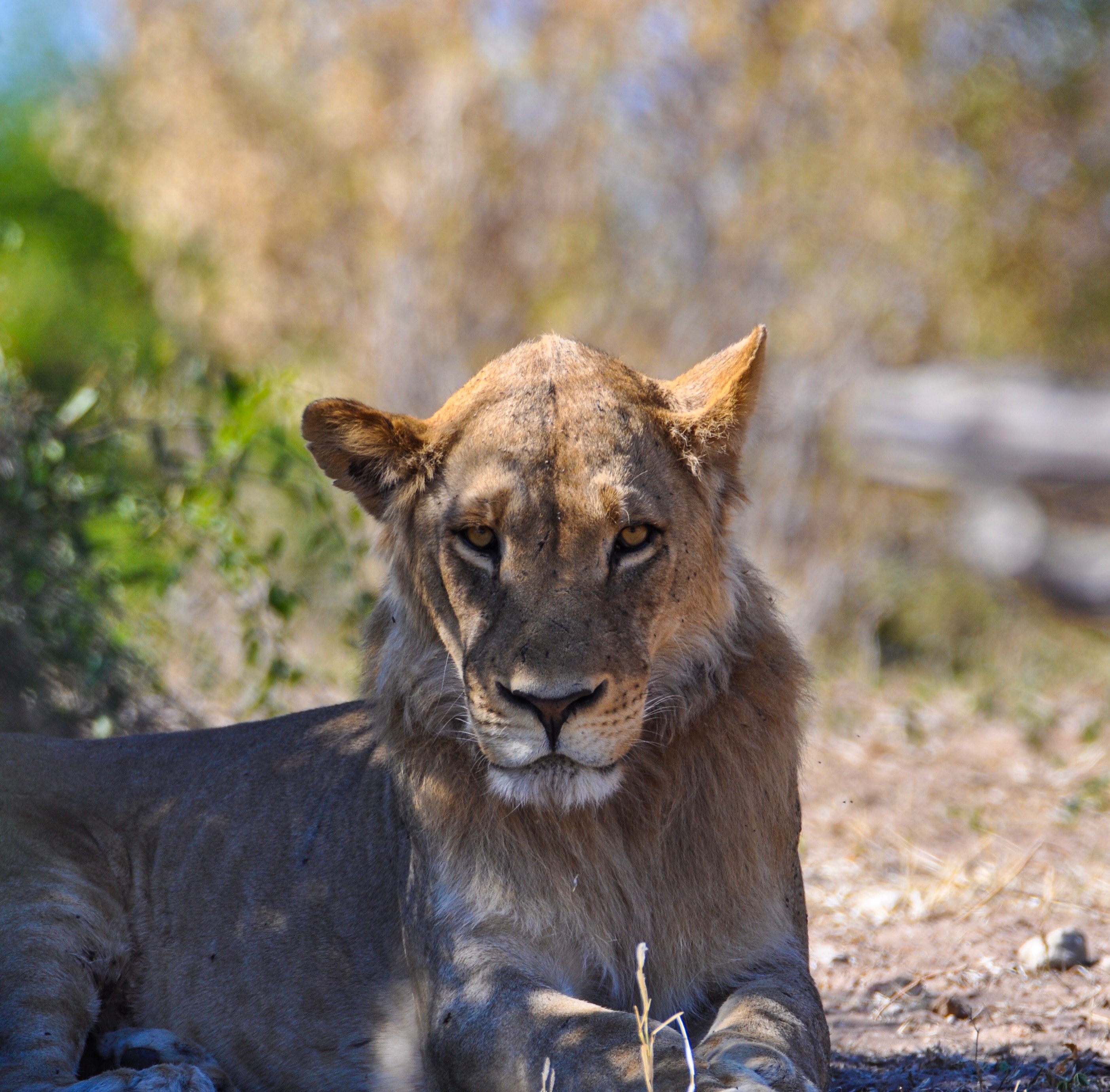 Image number 1 for  2 Days Tanzania Sharing Safari