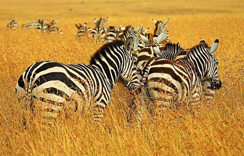 Image number 2 for 3 Days Tanzania Sharing Safari