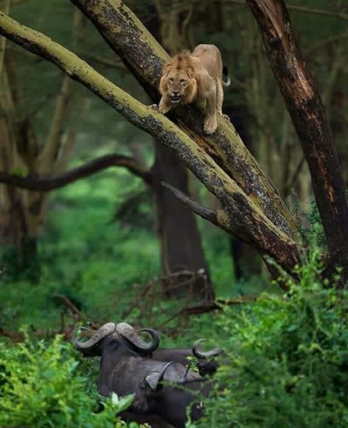 Image number 1 for Arusha N.p & Ngorongoro Crater Safari 