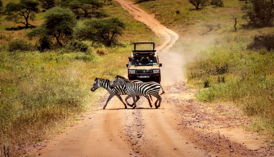 Wild Wild Safaris