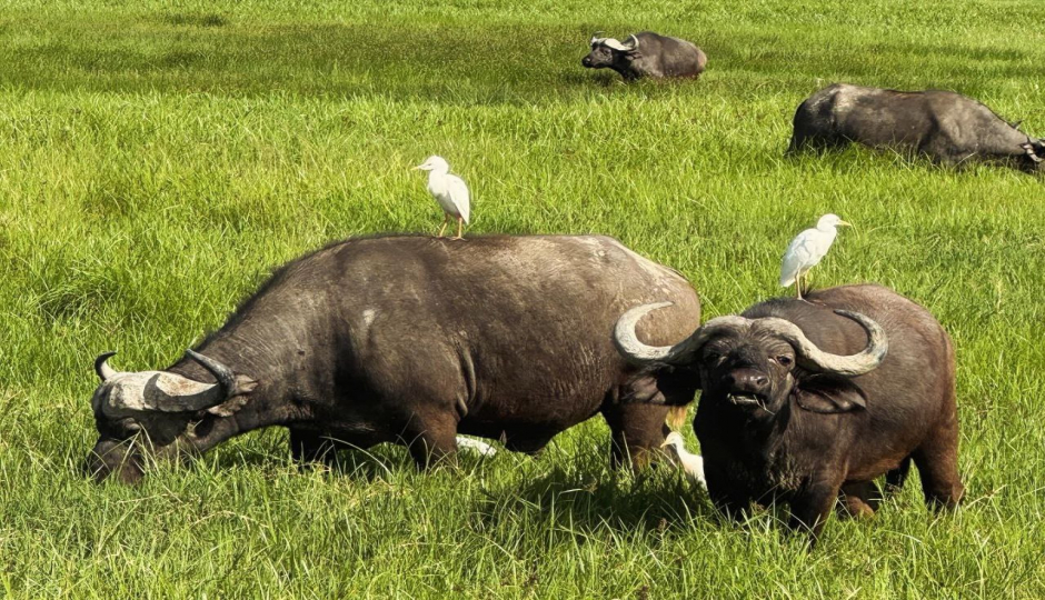 Slides Images for 2 Days Tarangire And Lake Manyara Tour 