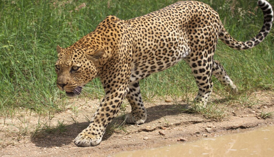 Day Trip To Tarangire National Park