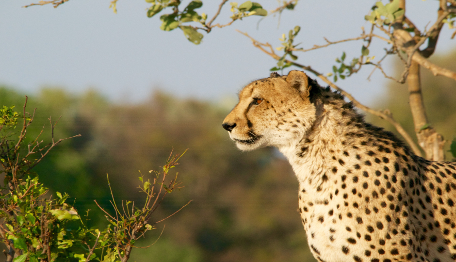 1 Day Sharing (joining) Tanzania Safari