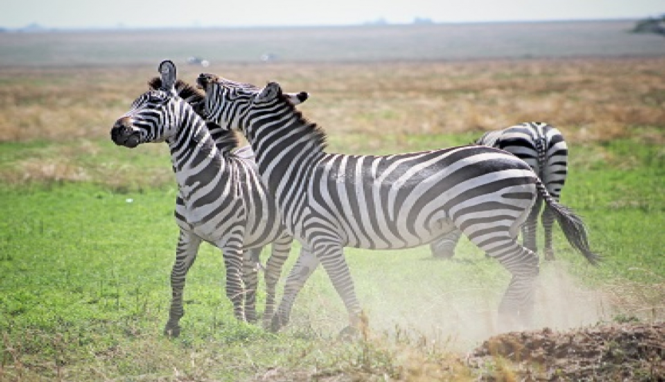 Slides Images for Tanzania Safari -7 Days Adventures