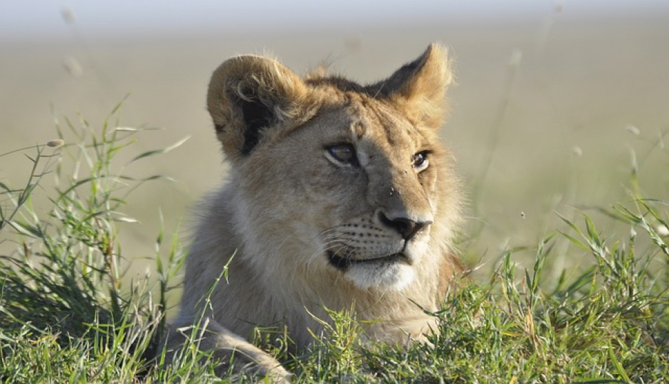 5-day Serengeti Safari In Tanzania