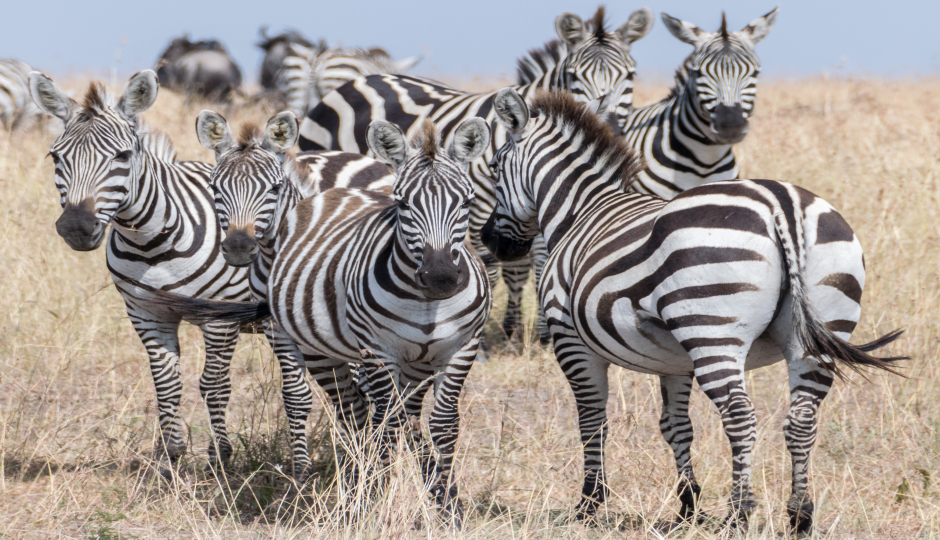 Slides Images for 4 Days Serengeti Migration 