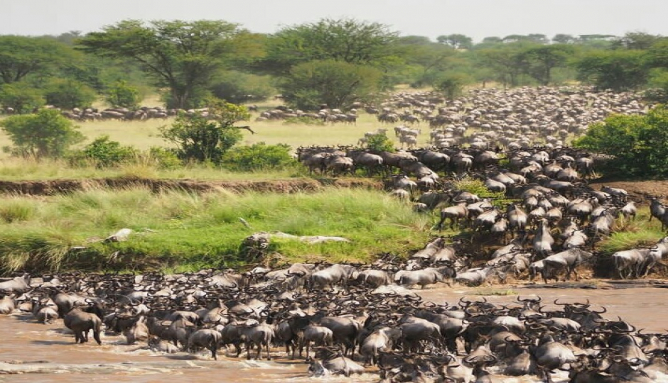 5-days Great Serengeti Migration