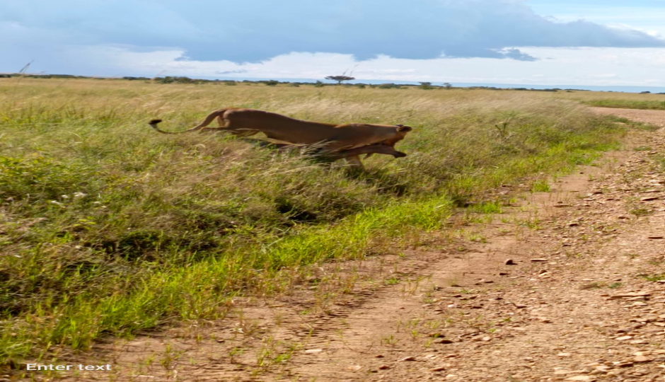 14 Days Kenya Tanzania Safari