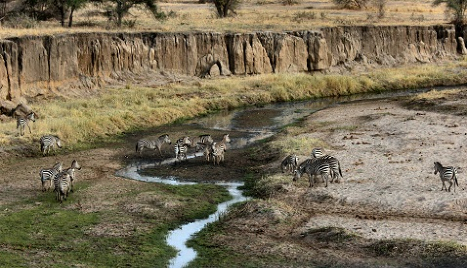 4 Days Tanzania Safari from Arusha