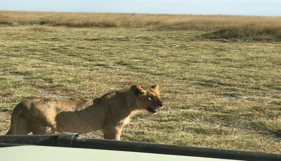 5 Days Serengeti Migration Safari