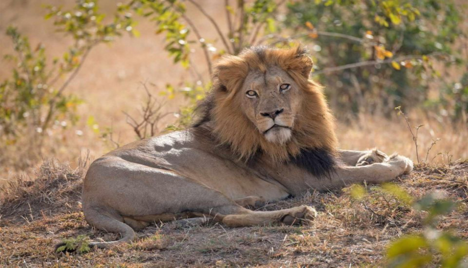 Slides Images for Wildlife Wonderland: 2-day Ol Pejeta Safari Tour