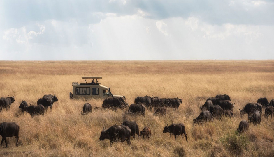 1 Day Sharing (joining) -tanzania Safari