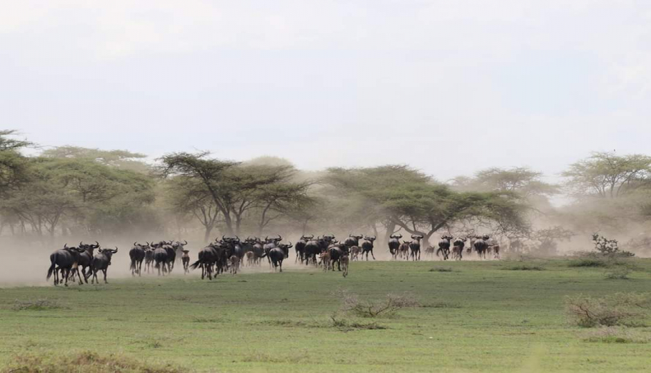 Slides Images for 4 Day: Serengeti & Ngorongoro Crater