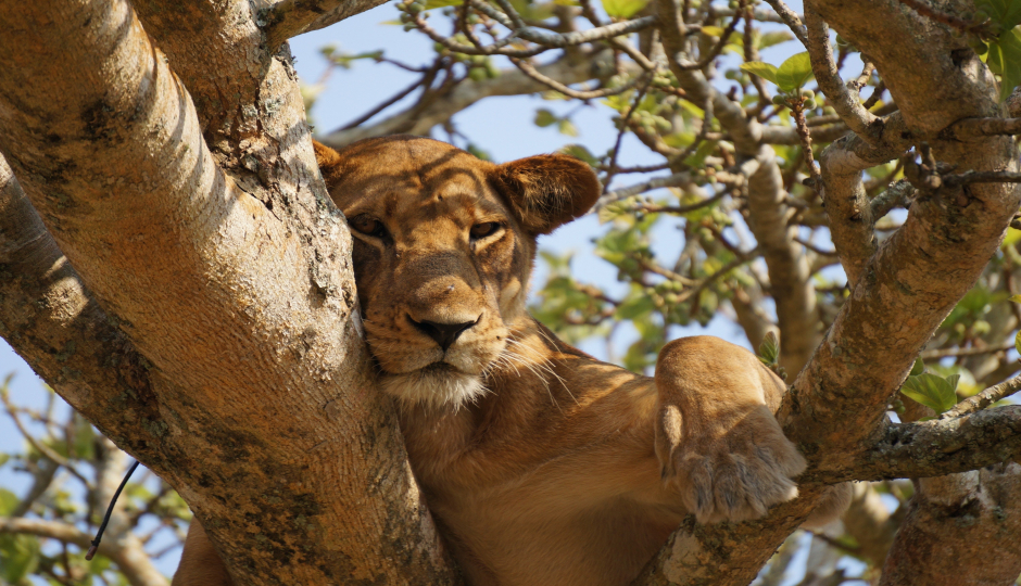 Slides Images for 9 Days Serengeti Safari 