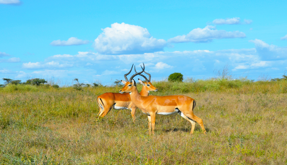 Best 5 Days Tanzania Safari