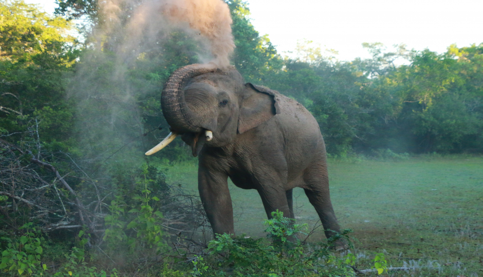 Slides Images for 8 Days Serengeti Wildlife Safari