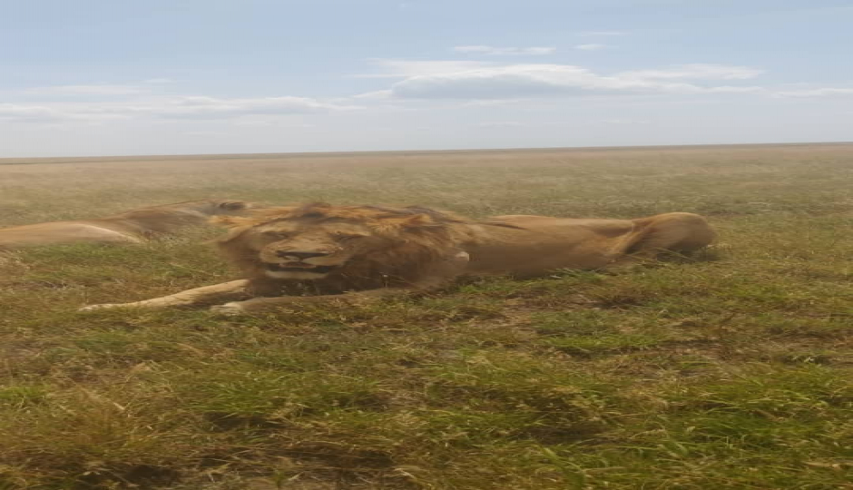 Slides Images for Great Migration And Ngorongoro Crater