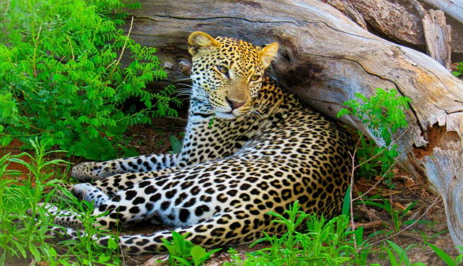 Slides Images for 6-days Adventure:tarangire,ngorongoro & Serengeti