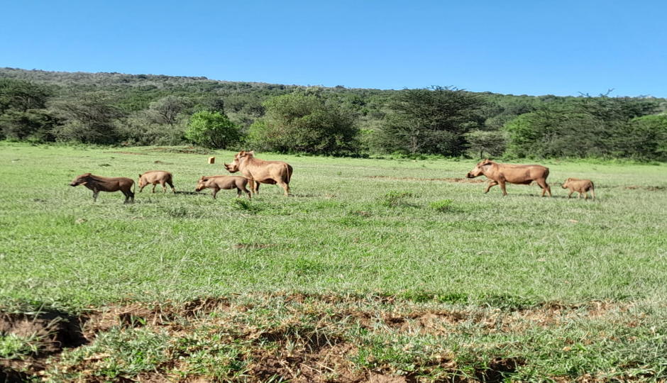 Slides Images for 4 Days Lodge Safari