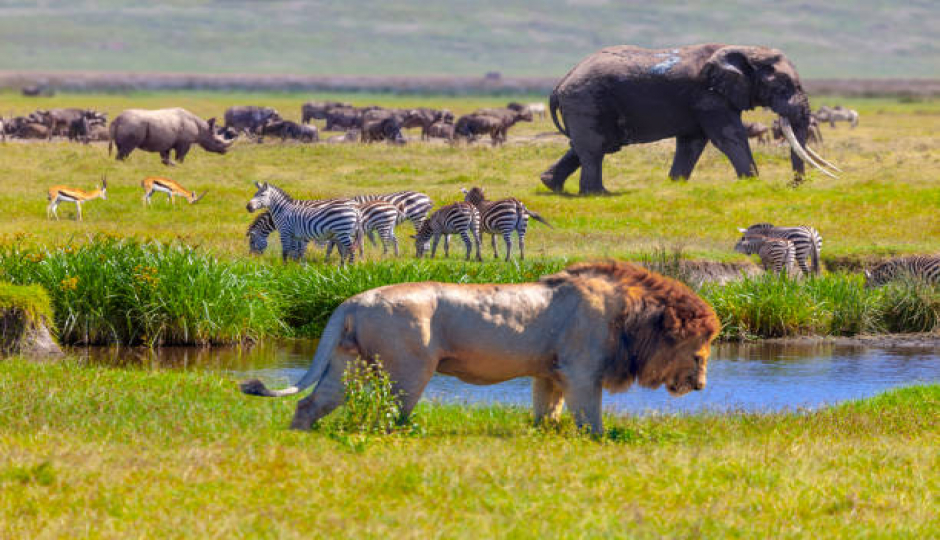 Cover image - True Lion King Safaris