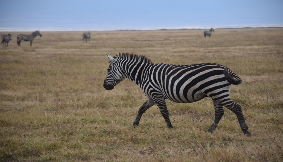 Arusha National Park Day Trip