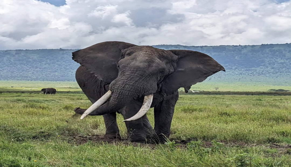 Slides Images for 1 Day Ngorongoro Joint Safari Adventures 