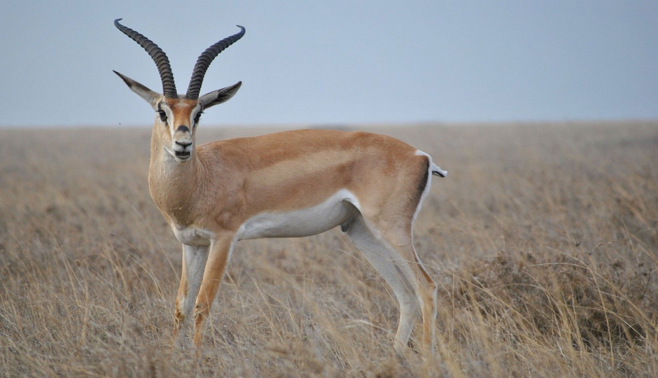 Slides Images for 5 Days Serengeti And Ngorongoro